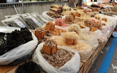 Asie: Shrnutí a rady na cestu po Rusku, Kazachstánu, Mongolsku a Jižní Koreji