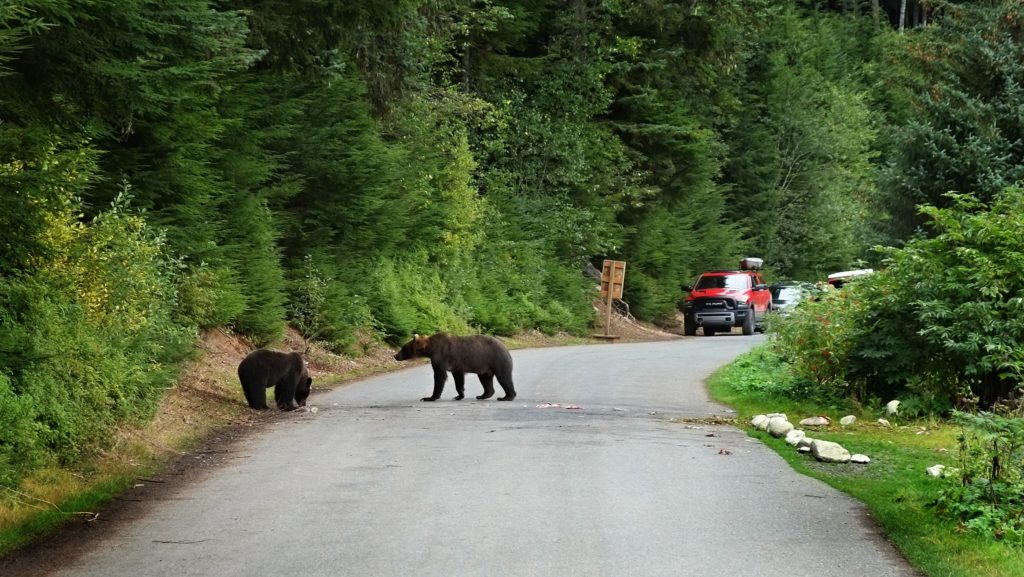 Medvědi na Aljašce